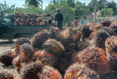 Harga TBS Sawit di Bengkulu Utara Bertahan Tinggu, Tembus Segini 