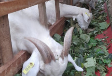 Tanam Jagung Gagal, Desa Sido Makmur   Berhasil Kembangkan Ternak Kambing