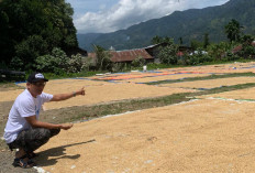 Bulog Bengkulu Siap Beli Gabah Petani Rp6.500/Kg