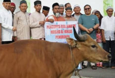 Hewan Kurban di Kota Bengkulu Capai  2.160 Ekor, Didominasi Sapi, Begini Pesan PJ Walikota 