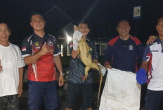 Biawak Masuk Sumur Hebohkan Warga Gindosuli, Satpol PP Respon Cepat Lakukan Evakuasi