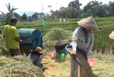 Petani Bengkulu Utara Berharap Dapat Perhatian dari Dewan yang Baru, Jika Tidak....... 