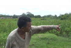 Pencuri Ternak di Bengkulu Eksekusi 2 Sapi, Begini Modus Operandinya