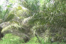 Lahan Replanting Sawit di BU Capai Segini