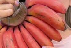 10 Manfaat Pisang Merah untuk Kesehatan yang Jarang Diketahui