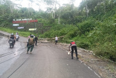 Pohon Tumbang di Lebong Timpa ASN, Korban Alami Luka Robek