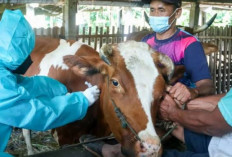 Enam Kabupaten di Provinsi Bengkulu Diberi Vaksin PMK,  Dengan Jumlah Vaksin 13.900 Dosis 