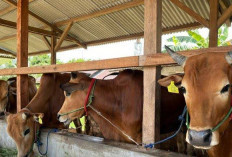 Idul Adha 2025, Mukomuko Siapkan Ribuan Hewan Kurban, Ini Data Lengkap per Kecamatan