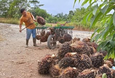  Harga Sawit Tertinggi di Mukomuko Rp 2.950/kg 