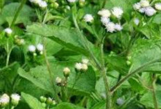 Rumput Babandotan Baik untuk Pupuk Tanaman, Berikut Manfaatnya