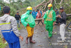 Hujan Badai, 6 Tiang Listrik di Seluma Roboh, PLN Lakukan Pemadaman Listrik