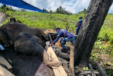 Tak Hanya Cabut Izin, Menhut Perintahkan Gakkum Kejar Pidana Kematian Gajah Mukomuko
