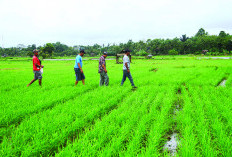 Realisasi Cetak Sawah di Bengkulu Capai 1.573 Hektare