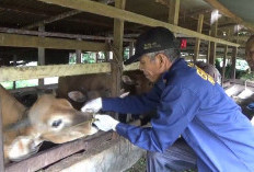  Pemkab Bengkulu Utara Perketat   Pengawasan Hewan Kurban