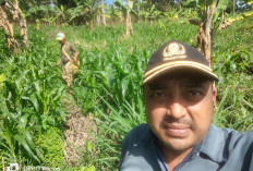 Dukung Ketahanan Pangan, Pemdes Bukit Menyan Tanam Jahe