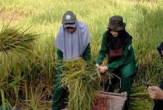 Peran Penyuluh Pertanian di Mukomuko Penting, Ini Tugasnya