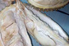 Musim Durian Tiba, Orang Ini Sebaiknya Menghindari untuk Mengonsumsinya, Berikut Risikonya