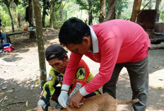 Cegah Rabies, 500 HPR di Kaur Divaksinasi 