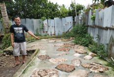  Harga Karet di Bengkulu utara Kembali Menguat   