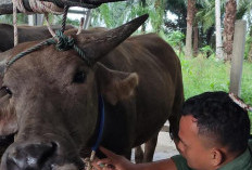 Ternak Wajib Dikandangkan, Kadistan BS Sebut Ini Tujuannya