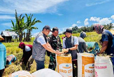 Serapan Gabah Petani   Lampaui Target Nasional