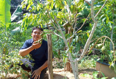 Pekarangan Jadi Sumber Pangan, Ini Keuntungannya 