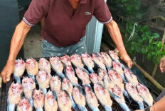 Produksi Lele Asap di Desa Taba   Mutung Tembus 150 Kg Perminggu