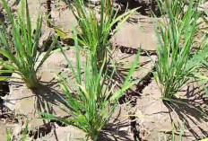 Lahan Sawah di Benteng Alami Kekeringan