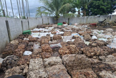 Produksi Petani Karet di BU Turun Hingga Segini