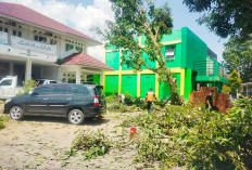 Lokasi Rawan Pohon Tumbang Didata, Ini Lokasinya