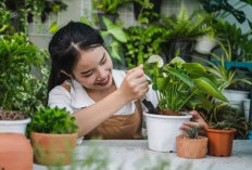 Sejuk, Segar dan Hijau, Ini 7 Tanaman Hias Yang Dapat Memperbaiki Kualitas Udara Dalam Ruangan 