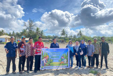  Cegah Abrasi, Green Democracy Institute Tanam Pohon Cemara di Benteng dan Lepas Anak Penyu, Ini Lokasinya  