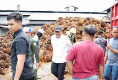 Semua Pabrik Sawit di Bengkulu Membangkang, Tak Patuhi Harga TBS yang Ditetapkan Pemprov