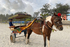 Kusir Delman Pantai Panjang, Tetap Bertahan di Tengah Sepinya Wisatawan