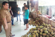  Panen Durian Musang King, Petani di Benteng Raup Keuntungan Segini  