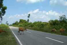  Persoalan Ternak Dilepas Liarkan    di Mukomuko Tak Kunjung Selesai, Begini Solusinya