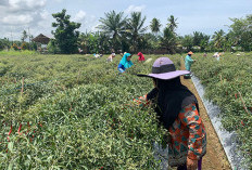 Kemarau, Petani Cabai Merugi