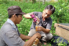 Musim Panen, Penjualan   Madu Asli Menurun, Ini Penyebabnya