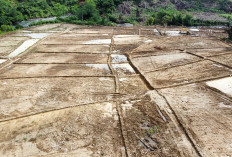 Program Cetak Sawah Hampir Rampung