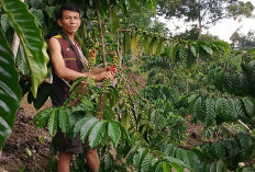  Segini Harga Kopi Saat Ini di Benteng 