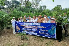  Kalamansi Didorong Jadi Produk   Unggulan dan Wisata IG di Benteng