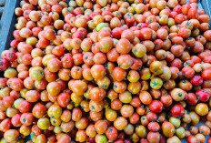 Harga Tomat Naik di Panorama, Pembeli Tetap Ramai Meski Mahal, Jadi Segini Sekarang