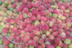 Kulit Rambutan Bisa Dijadikan Pupuk Organik, Begini Cara Membuatnya