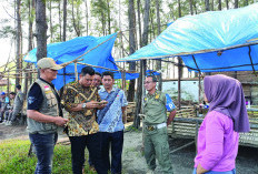 Pembangunan Lapak di Pantai Panjang Dihentikan, Tebang Cemara Laut Tanpa Izin