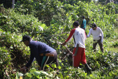 Sambut Hari Kemerdekaan, Wabup Bengkulu Selatan Bersama Warga Gelar Gotong Royong