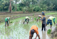 Petani Keluhkan Pupuk Mahal, Ini Jenis Pupuk yang Dikeluhkan dan Segini Harganya