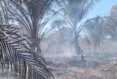  2 Hari Lahan Gambut Terbakar di Mukomuko Belum Terpadamkan, Ini Dampaknya