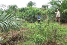 Usulan Replanting Disetujui Dirjenbun, Segini Jumlah Kuotanya