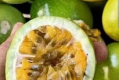 Banyak yang Belum Tahu, Daftar Makanan Ini Terbukti Baik untuk Saraf dan Meningkatkan  Konsentrasi