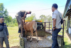 Cegah Laka, Warga Diminta   Taati Perda Hewan Ternak